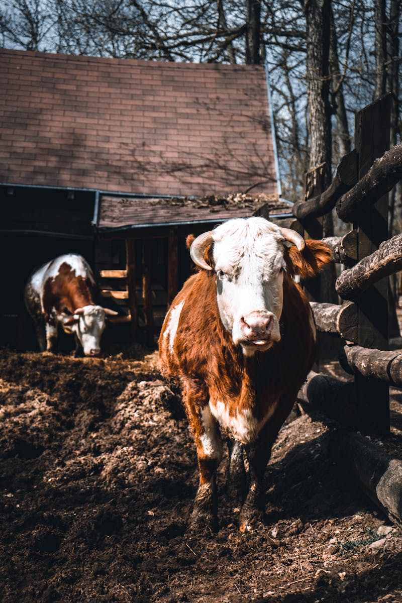 Cattle on farm representing animal feed and livestock nutrition